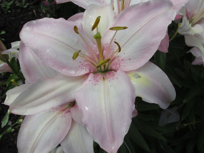 Another beautiful Lily Moncton, New Brunswick Canada