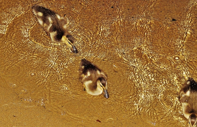 Ducklings getting up close & personal. North Bay, Ontario Canada