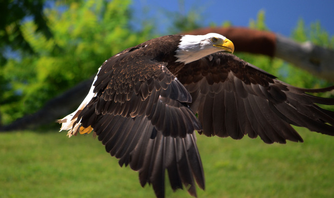 Bald Eagle in flight Scarborough, Ontario Canada