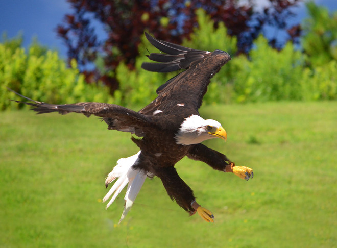 American Bald eagle in flight Scarborough, Ontario Canada