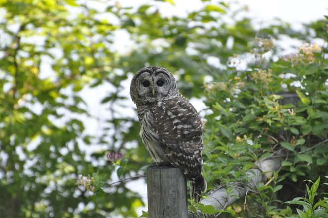 Barred Owl Dartmouth, Nova Scotia Canada