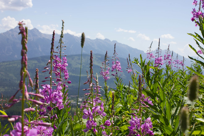 wild flowers Elkford, British Columbia Canada