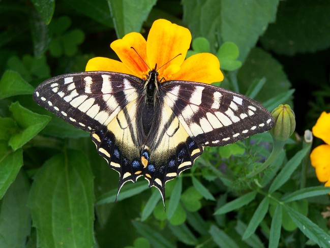 Butterfly Renfrew, Ontario Canada