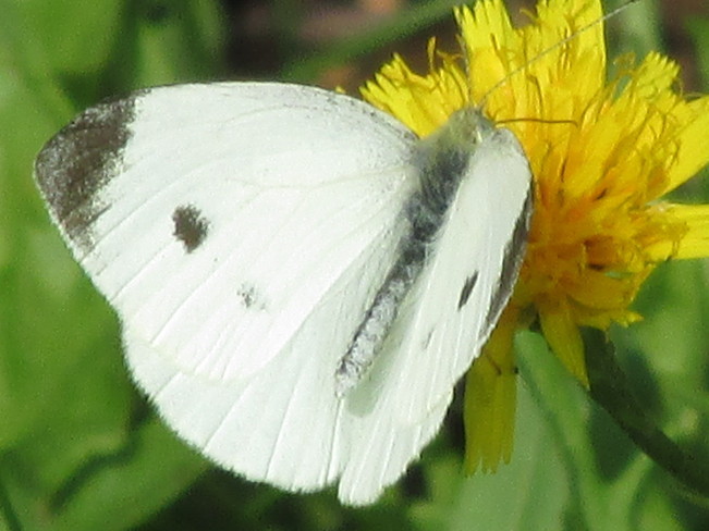 White Cabbage Butterfly on flowert Moncton, New Brunswick Canada