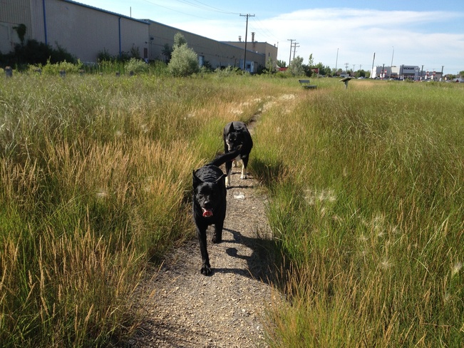 walk with the dogs Winnipeg, Manitoba Canada
