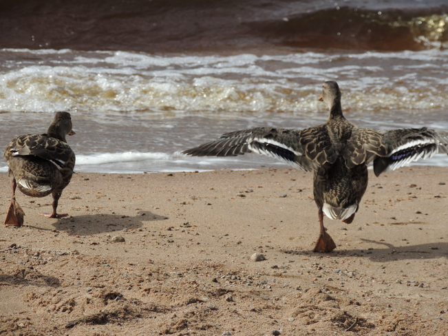 ducks preforming on the beach Rennie, Manitoba Canada