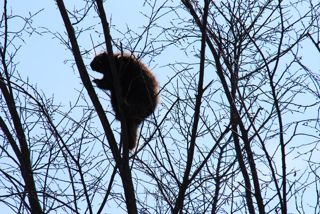 Porcupine high in the Sky! Hilliardton, Ontario Canada