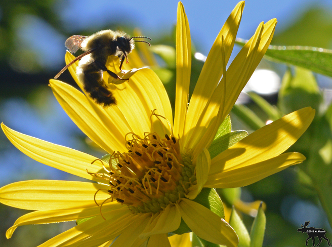Bee collecting pollen Toronto, Ontario Canada