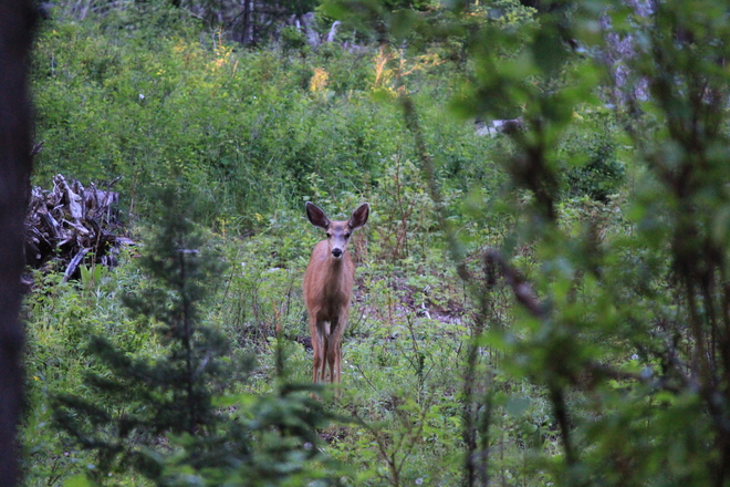 Oh Deer Merritt, British Columbia Canada