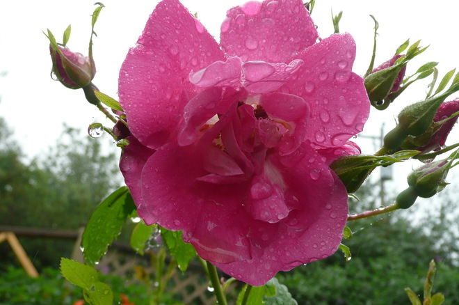 Rain drenched rose. Grand Falls-Windsor, Newfoundland and Labrador Canada