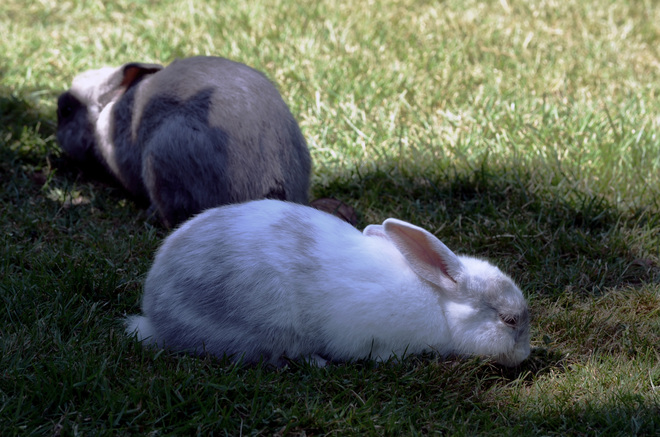 Rabbits at Minoru Park!? Richmond, British Columbia Canada