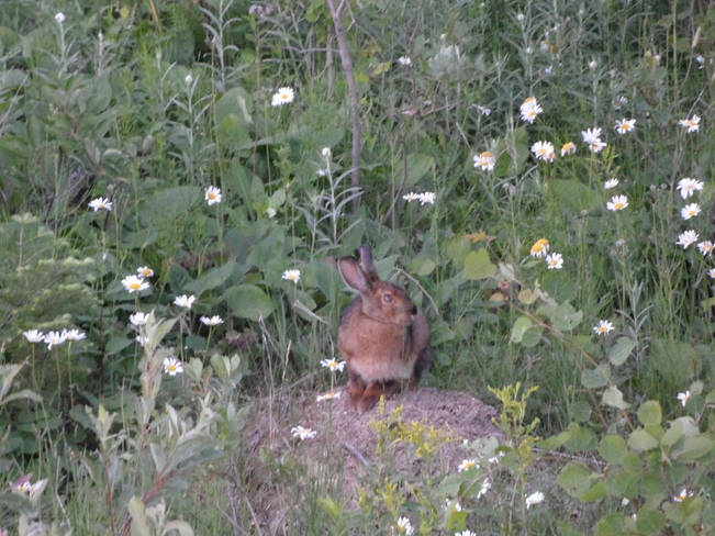 rabbit Smooth Rock Falls, Ontario Canada