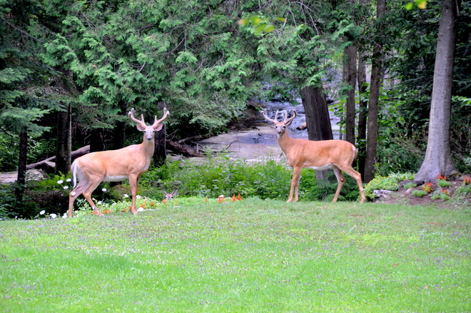 Deer Friends North Bay, Ontario Canada