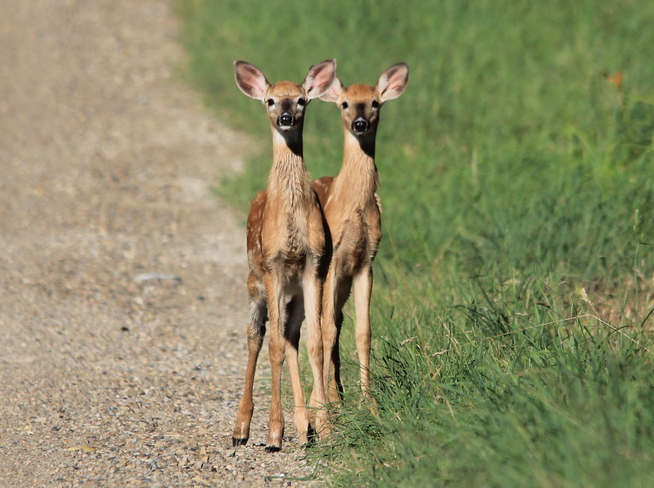 2 Little Deers at the side of the road Fergus, Ontario Canada