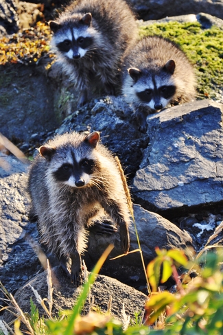 THREE BABY RACCOONS Sidney, British Columbia Canada