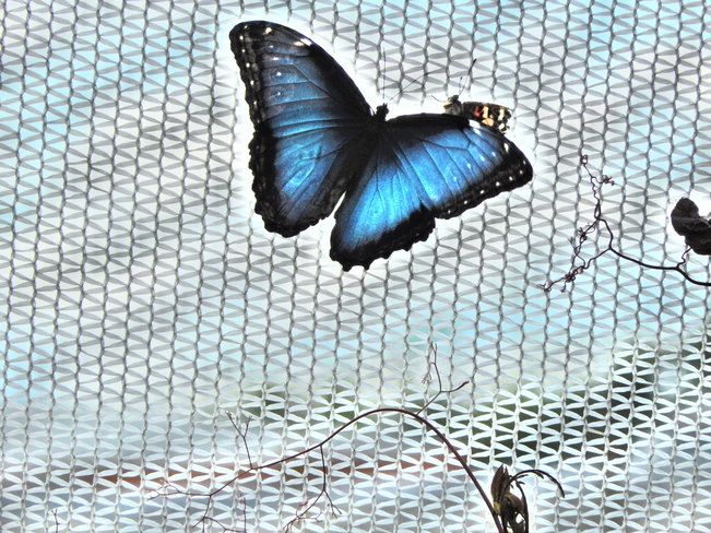 Pretty Butterfly Winnipeg, Manitoba Canada