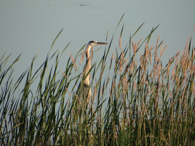 Blue heron spotted me Kensington, Prince Edward Island Canada