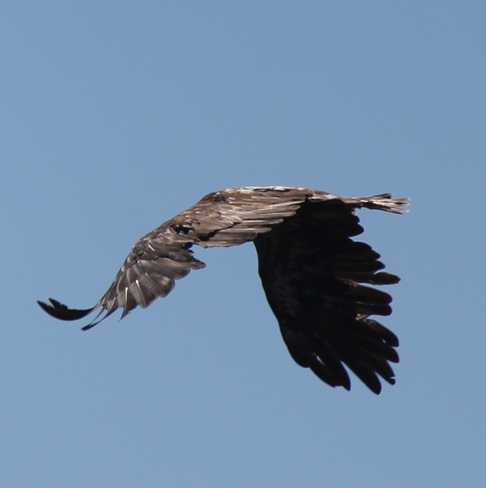 Young Eagle taking flight Cat Lake, Ontario Canada
