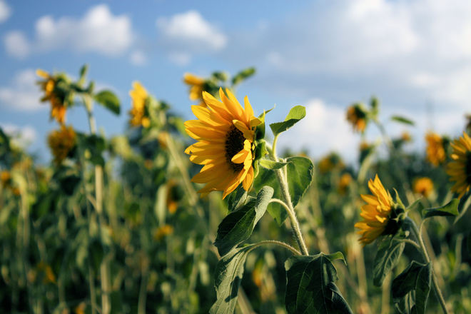 Sunflowers Fenelon Falls, Ontario Canada