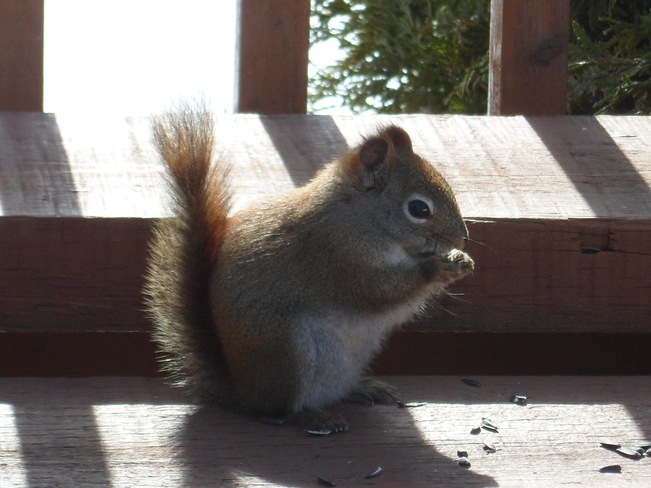 Squirrel Oromocto, New Brunswick Canada