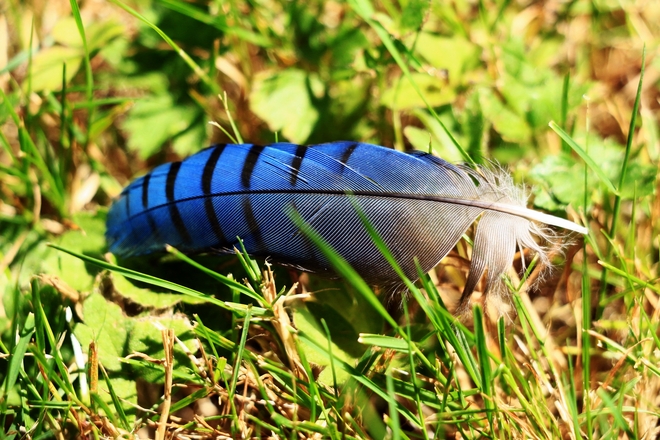 Blue jay feather Surrey, British Columbia Canada