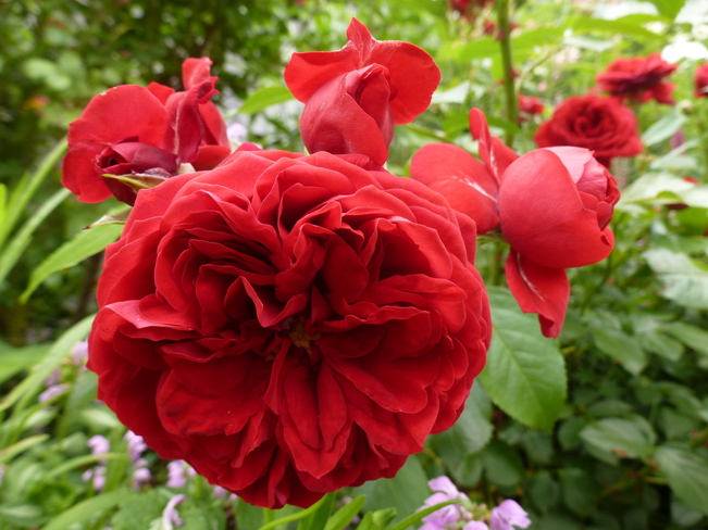 red roses London, Ontario Canada