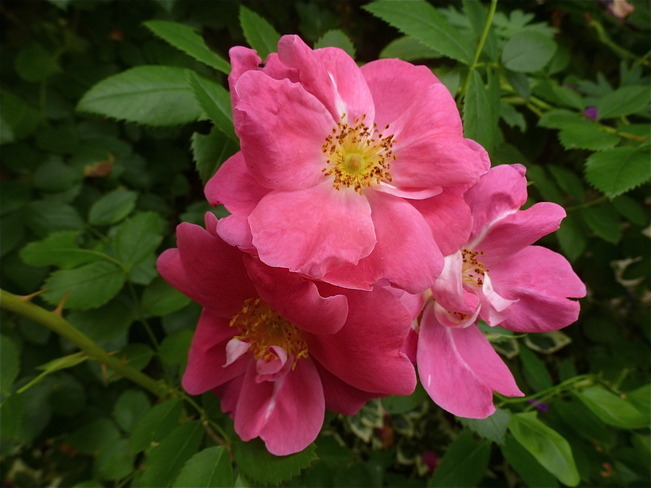 Pink roses London, Ontario Canada