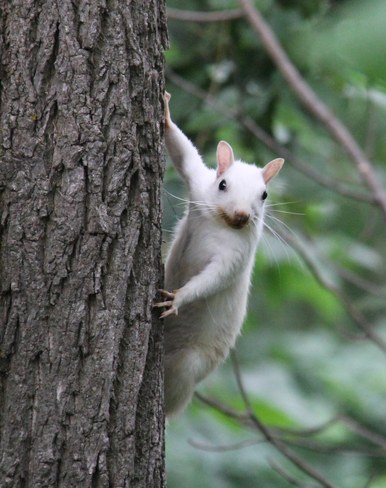 White Squirrel Exeter, Ontario Canada