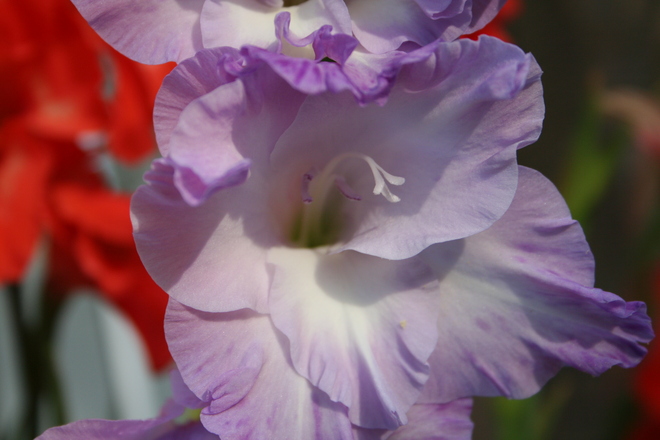 gladiolus Bradford West Gwillimbury, Ontario Canada