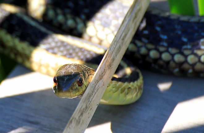 The sun came out & so did the snakes Hamillville, Ontario Canada