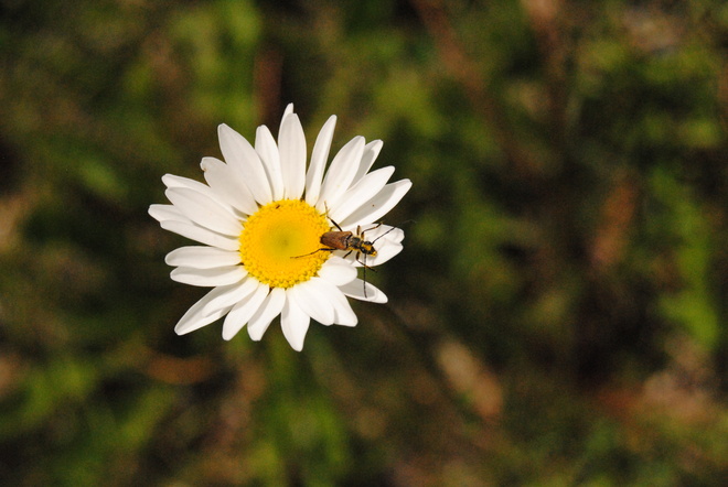 bug on flower Banff, Alberta Canada