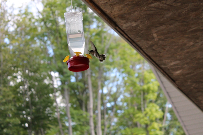 Beautiful Hummingbird Farleys Corners, Ontario Canada