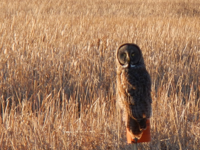 4th Owl sighting in 2 days Victoria Beach, Manitoba Canada