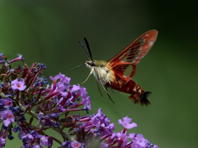 Hummingbird Clearwing moth on Butterfly Bush London, Ontario Canada