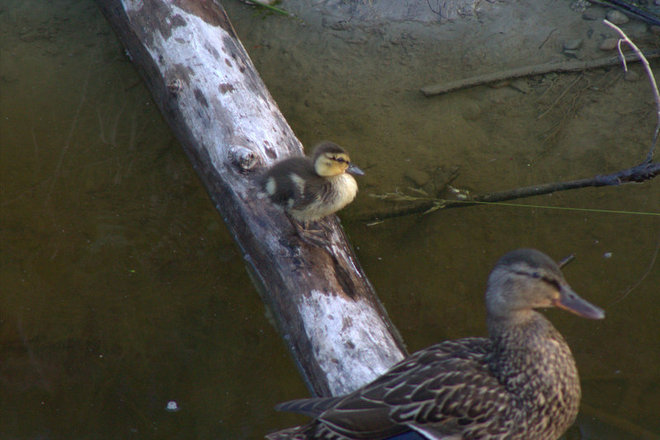 "lil duckling with big feet" Timmins, Ontario Canada