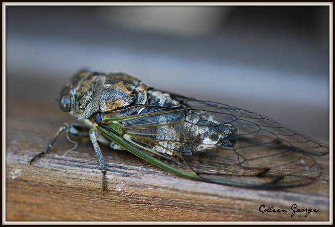 Cicada Centreville, Nova Scotia Canada