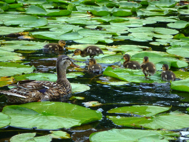 Mother Duck and Ducklings 