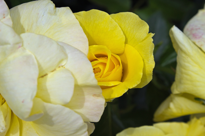 Yellow Rose Mississauga, Ontario Canada