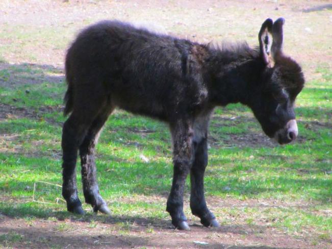 Adorable Baby Donkey Victoria, British Columbia Canada