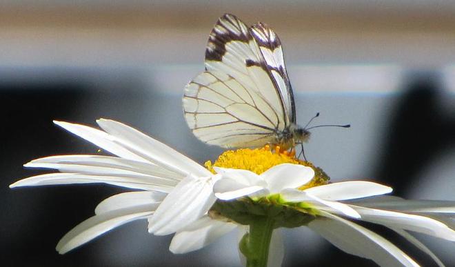 Beautiful Butterfly Saanich, British Columbia Canada