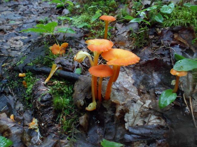 Orange Mushrooms Oromocto, New Brunswick Canada