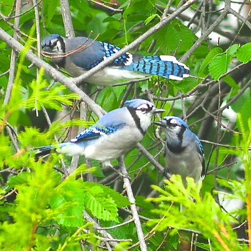 Three Blue Jays Montréal, Quebec Canada