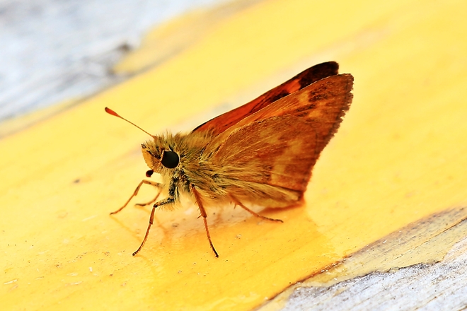 Moth Surrey, British Columbia Canada