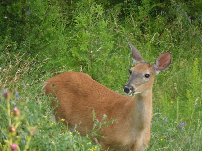Doe Deer Saint John, New Brunswick Canada