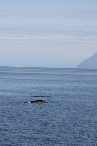 Finback Whales Qikiqtarjuaq, Nunavut Canada