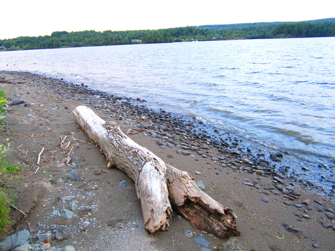 driftwood on shore Nackawic, New Brunswick Canada