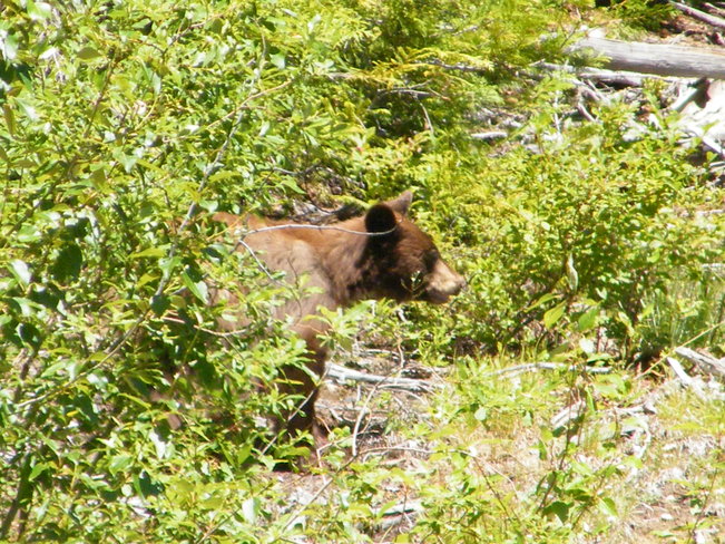 bear Fruitvale, British Columbia Canada