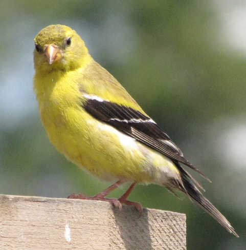 American Goldfinch Vittoria, Ontario Canada