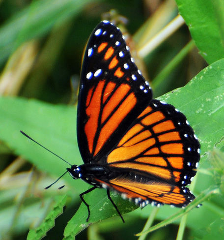 Colourful Butterfly Brooklin, Ontario Canada