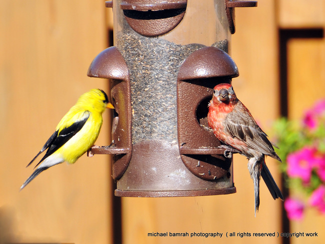 colourful Finches Whitby, Ontario Canada
